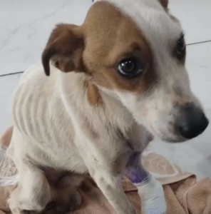 Screenshot 2025-02-19 at 18.34.22