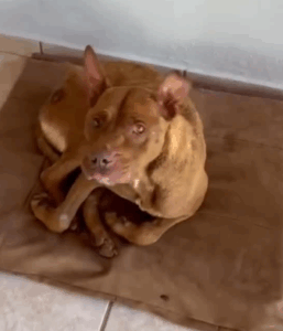 recanto dos animais 2