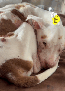 recanto dos animais 3