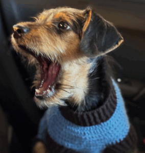 recanto dos animais 4