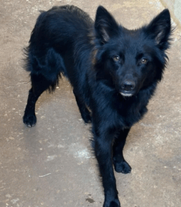 recanto dos animais 5