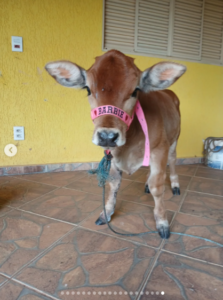Lar Vegan e Santuário Portal dos Sonhos 1