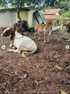 Lar Vegan e Santuário Portal dos Sonhos 2