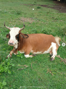 Lar Vegan e Santuário Portal dos Sonhos 5