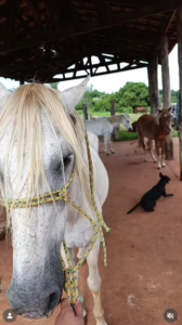 Santuário de Cavalos & ONG Defesa e Integração Animal 2