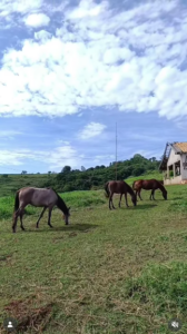 Santuário de Cavalos & ONG Defesa e Integração Animal 3