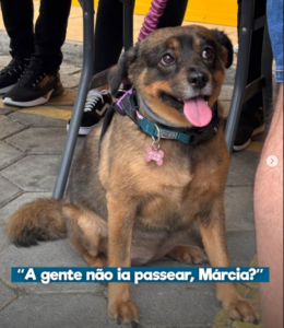 instituto bem animal 1