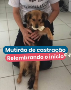instituto bem animal 2