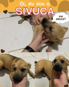 chácara da dolores 5